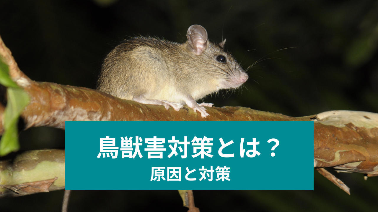 鳥獣害対策とは？ 原因と対策